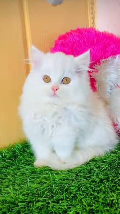 pure persian cats vaccinated triple coated WhatsApp 03317823482