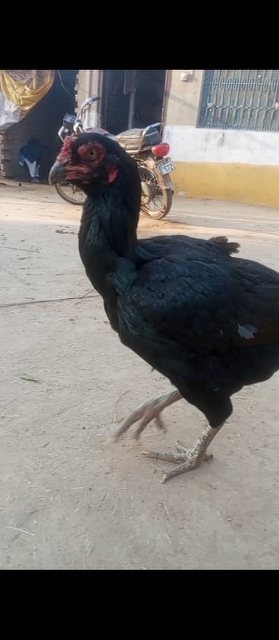 Title: Aseel Mushki Female Murghi for Sale – Original Breed – Meri (K