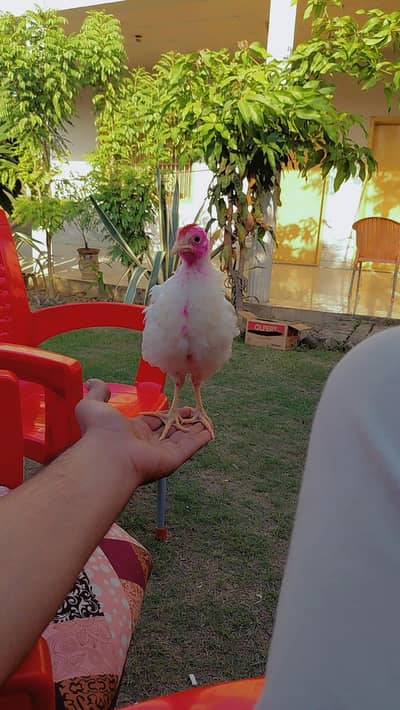 desi hens 4 and 3 roster