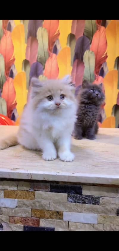 pure persian cats vaccinated triple coated WhatsApp 03317823482