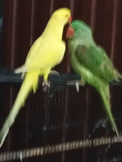 yellow ring nak feml