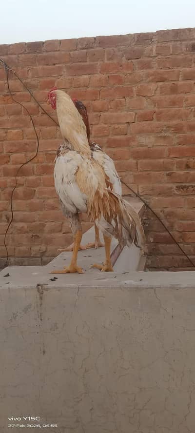 Aseel Jawa murga home grown