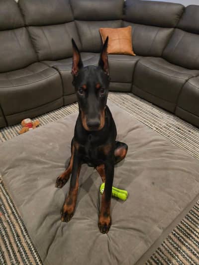 imported American Doberman for sale