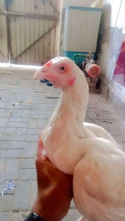 mashallah buhat achi ha 03056377507