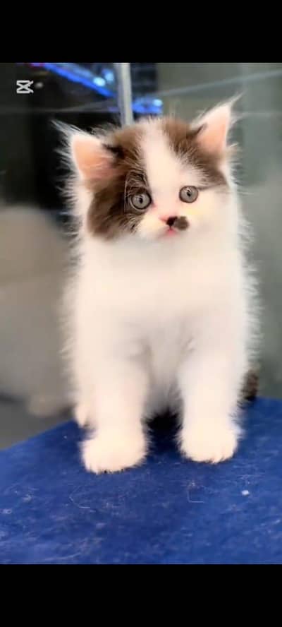 pure persian cats vaccinated triple coated WhatsApp 03317823482