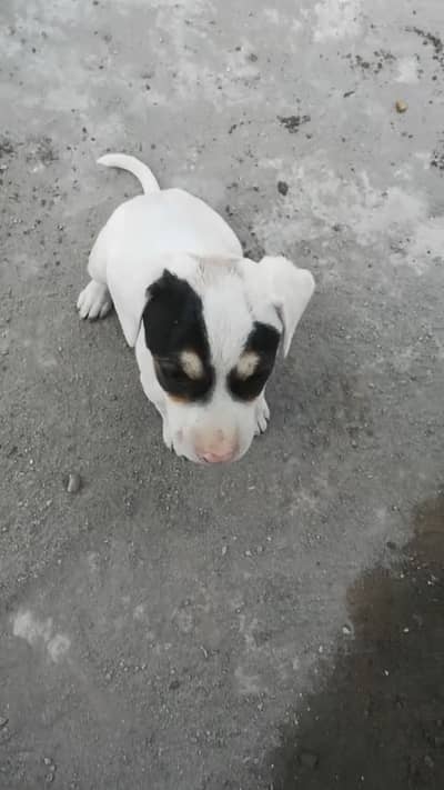 Pointer puppie urgent for sale