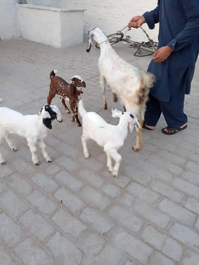 2sra sua bakri ha 3 bachy