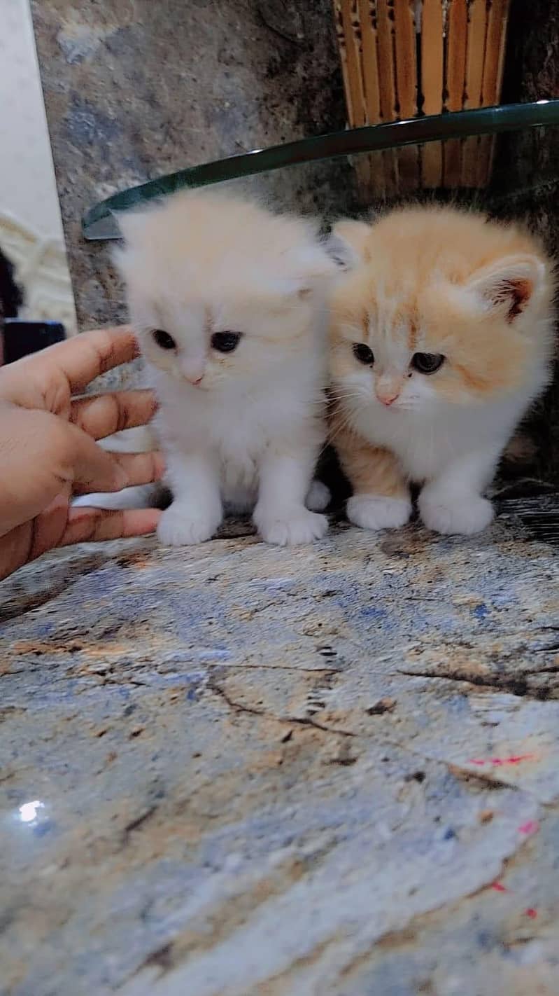 kittens 0