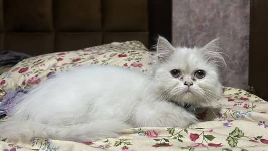 Pure White funny/ playful Persian Cat