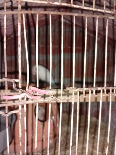 love berd whats up 03244381708