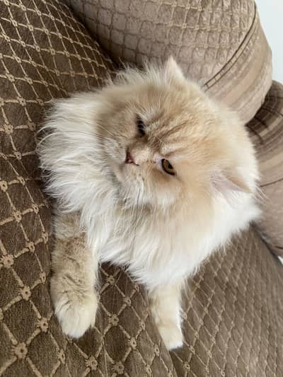 t Cute & Fluffy Persian Cat Available