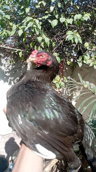 Thai trat Aseel Female