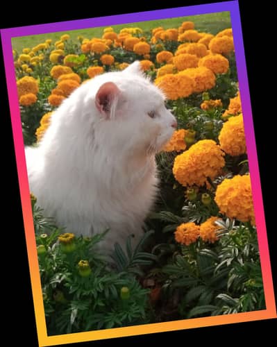 pair persian cats