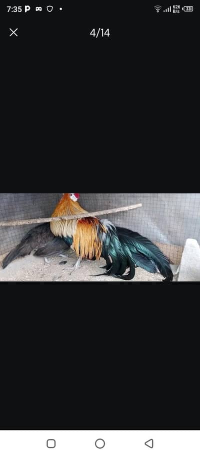 Phoenix long tail Top quality pure  chicks