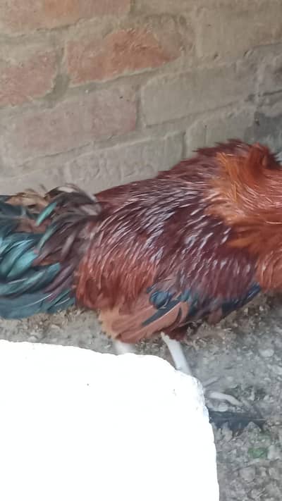 Desi murga for sale weight 2 kg