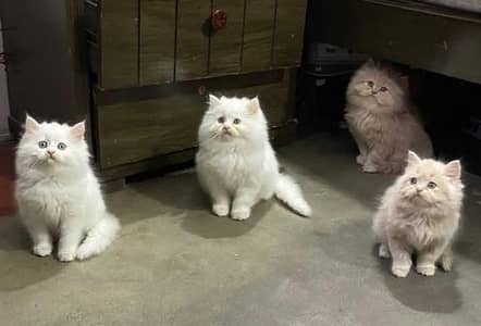urgent sale Show quality pure Persian extra long coated kittens