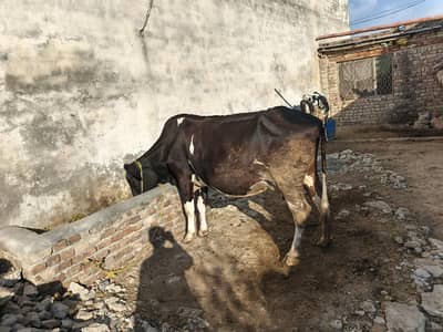 cow for sale