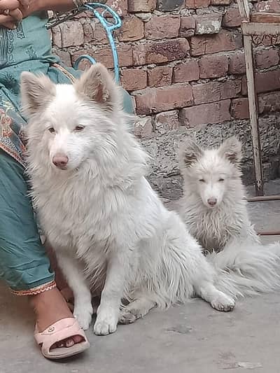Russian breed puppies