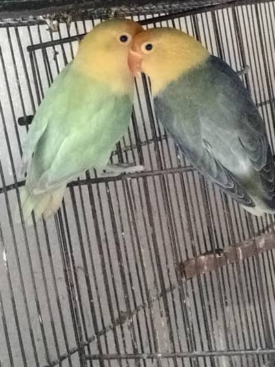 Parblue Opaline Decino Albino Pairs 0318-2012121