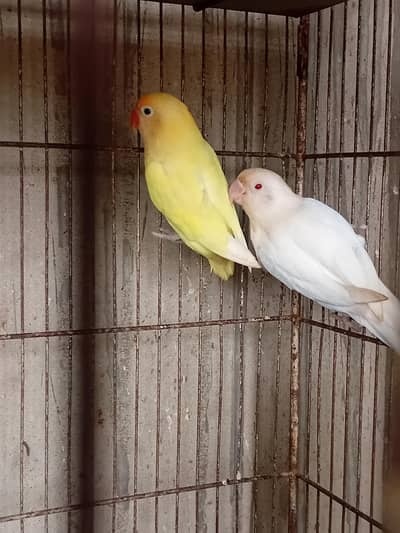 Decino Albino Pairs with chicks 0318-2012121