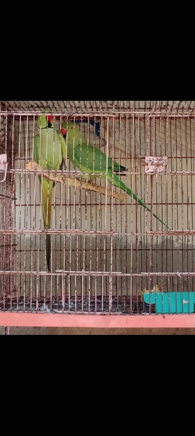 Jumbo size Ringneck pair  Long tail saaf suthra