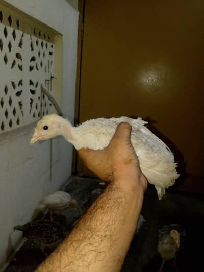 turkey chicks and aseel hens.