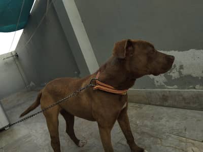 American Pitbull / Pitbull / Very Active American Pitbull Dog