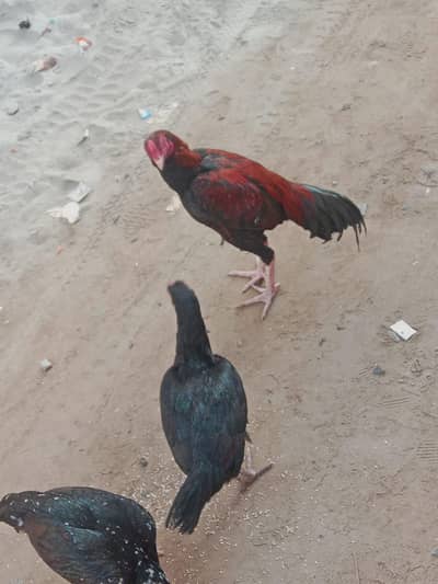 Aseel murga or 2 murgiea