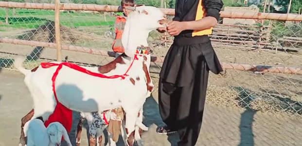3 Bacchon Ka Sath Desi Bakri For Sale/ 03102729869