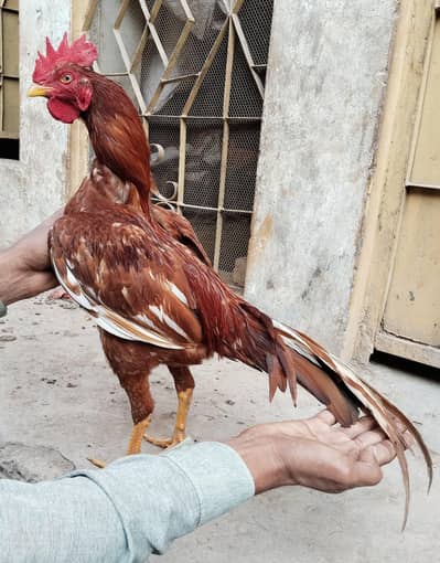 Peela Aseel Begum Patha For Sale