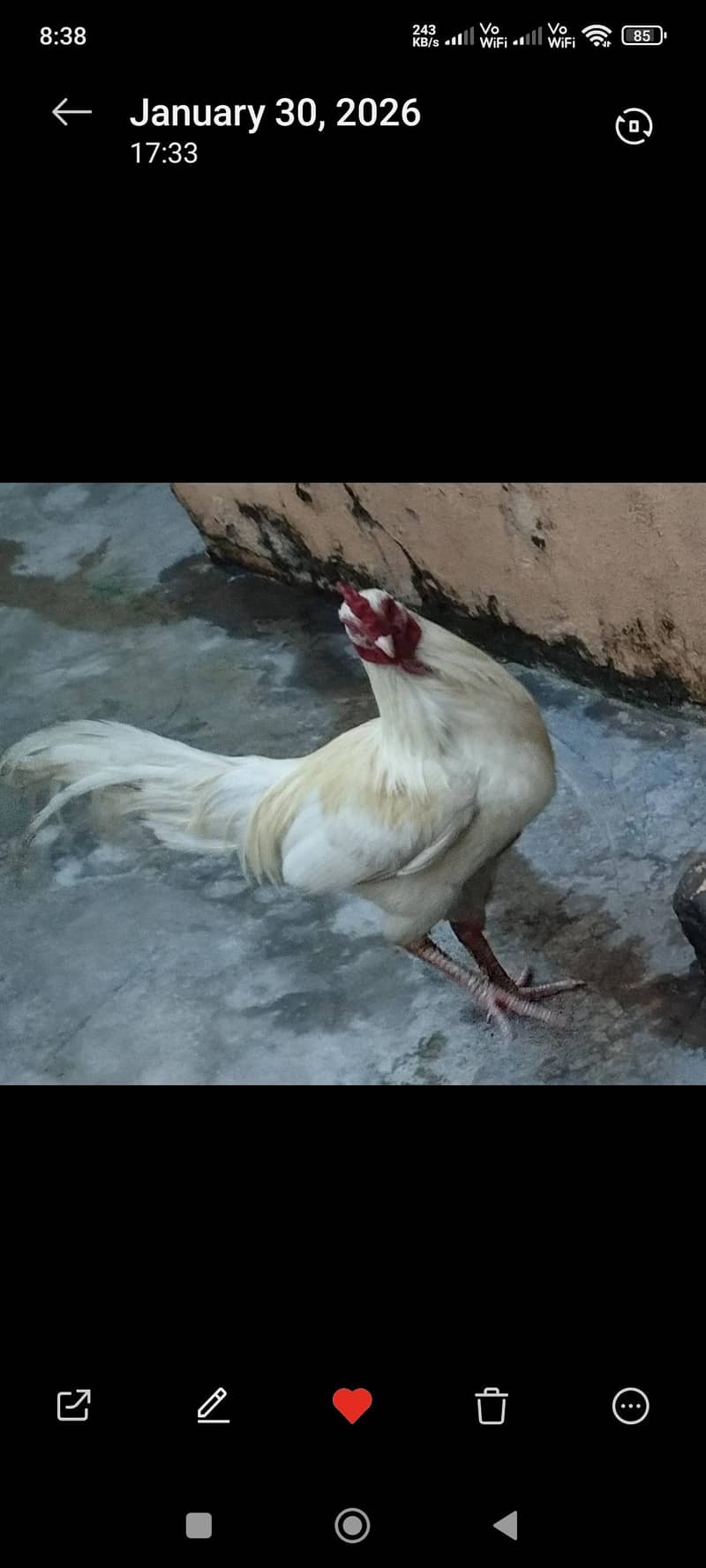 اصیل مرغا ھےگھرکاپالاھواھے 0