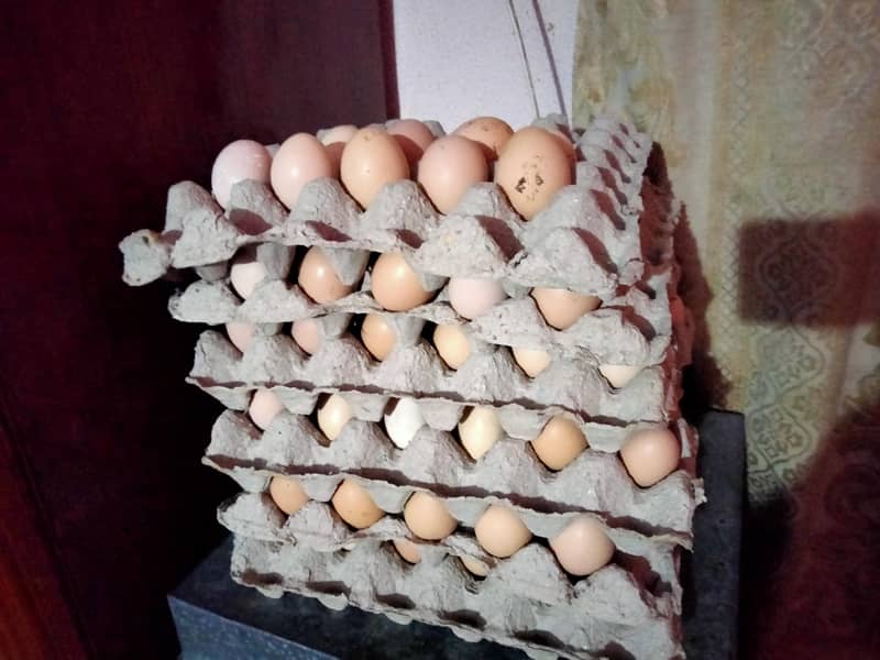 Desi Eggs 0