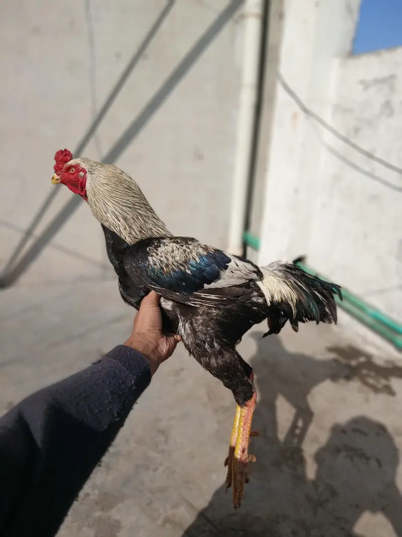 Mianwali aseel breed — photo 6