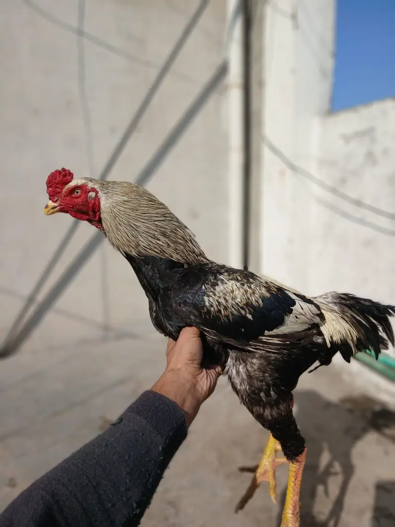 Mianwali aseel breed — photo 7