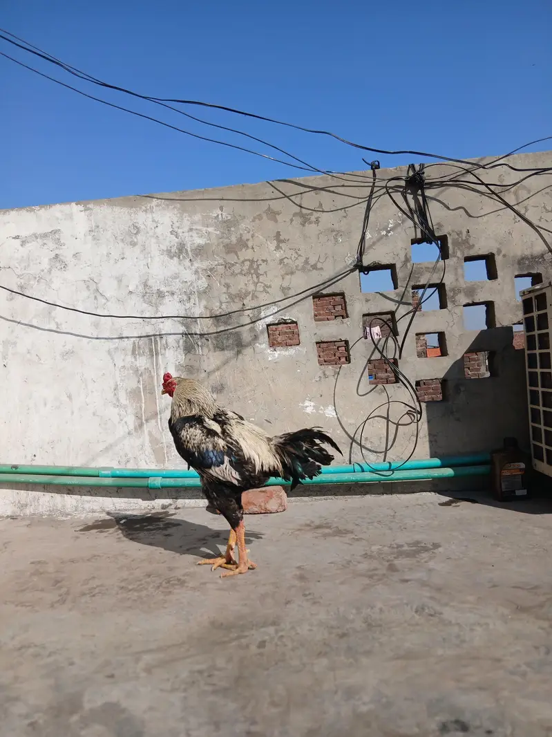 Mianwali aseel breed — photo 8