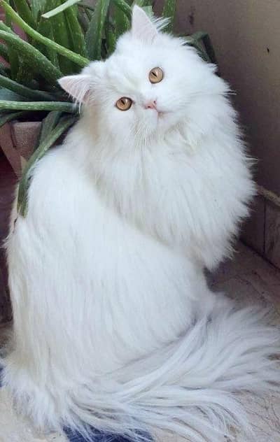 Our Royal white long coated persian male cat ready for mating