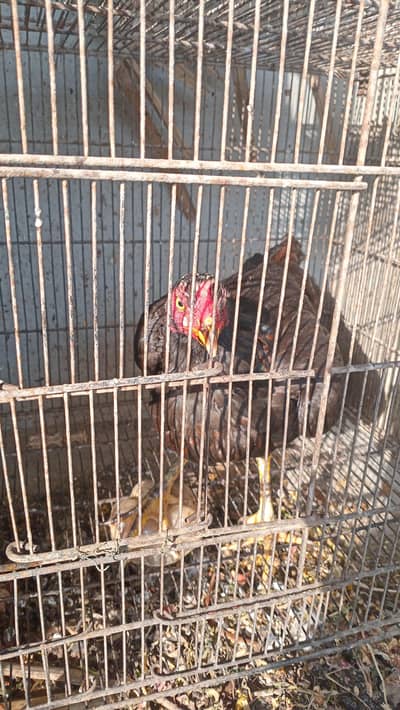 ASEEL MUSHKA MURGI, BANTAM MURGI & CAGES FOR SALE