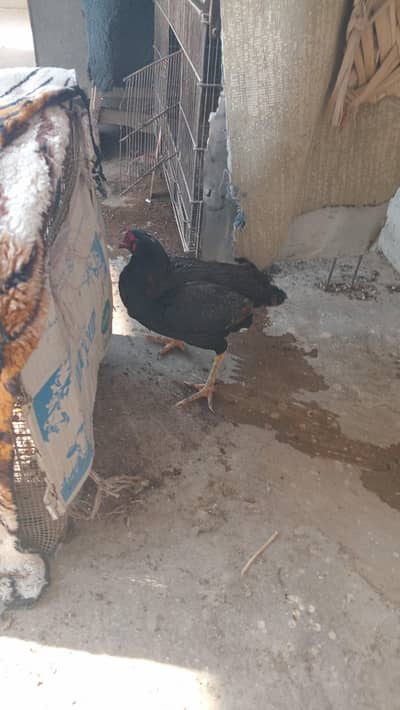 ASEEL MUSHKA MURGI & CAGES FOR SALE