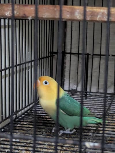 lovebird chicks selling