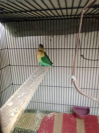 Lovebird for sale
