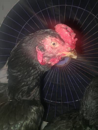 aseel mushk murga miyawali murgi jis bahi ko chaya rabta kary