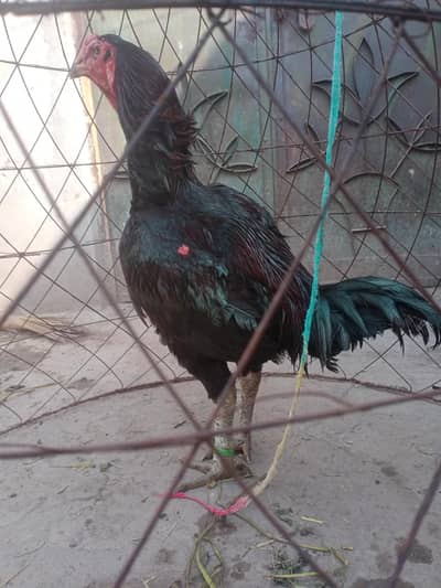 Pure Thai aseel (03245871703) number