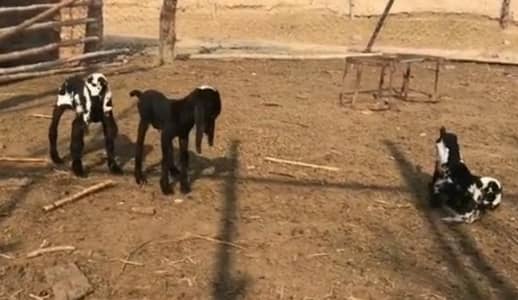 3 Bacchon Ka Sath Desi Bakri For Sale (Call "_03274970754)