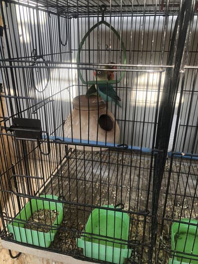 ENO Cocktail/ Alpino/ love birds/ Fisher Parrots with accessories