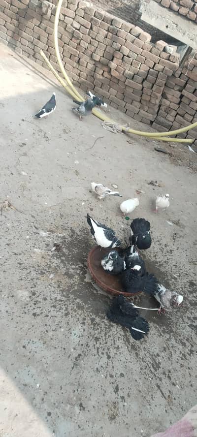 mix breeds pigeon for sale