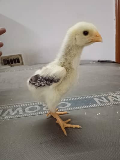 high quality shamo aseel chicks