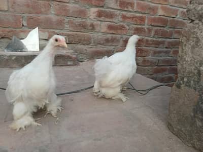 3 bntam white for sale