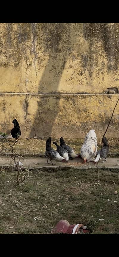 Beautiful everyday egg laying breed. 4 murgia with 1 beautiful rooster