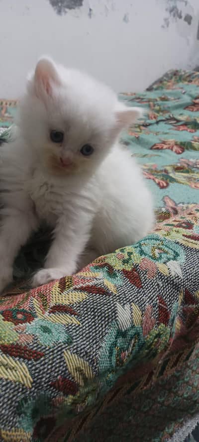 Persian Kittens Blue Eyes Triple Coated
