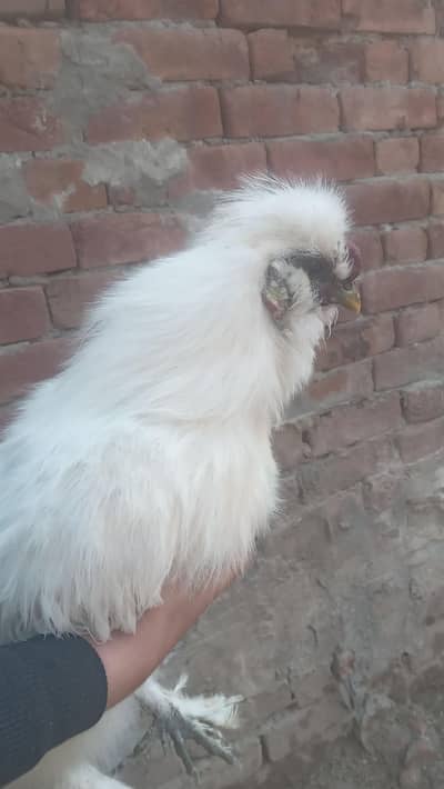 1 Kamalia Aseel or 1 Silkie for sale ready for breed